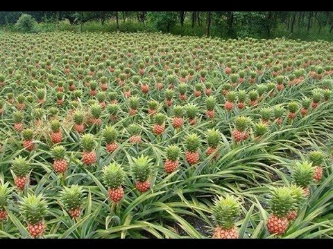 Как растут ананасы Как растут ананасы