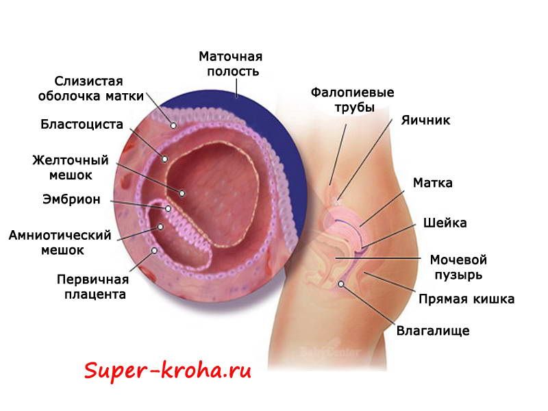 Кровянистые выделения после месячных Кровянистые выделения после месячных