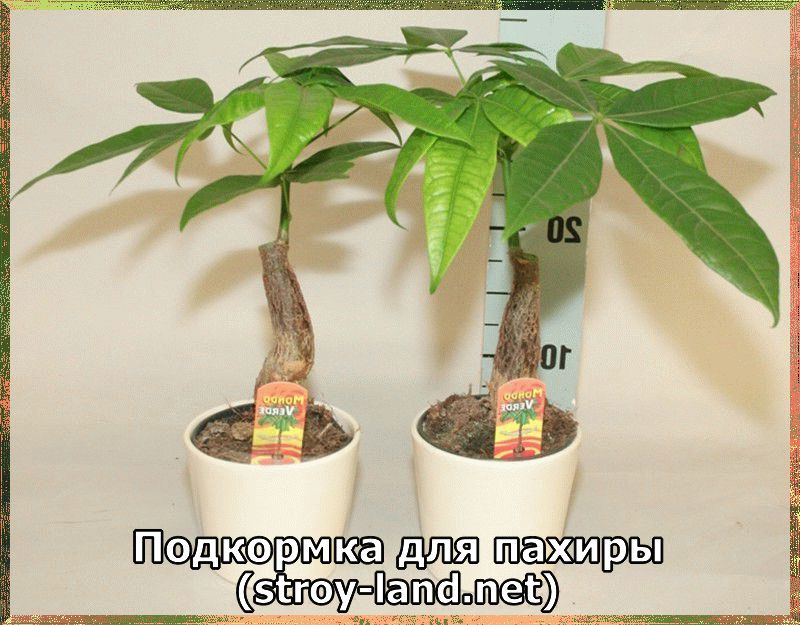 Пахира уход в домашних условиях Пахира уход в домашних условиях